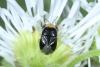 Geocoris erythrocephalus